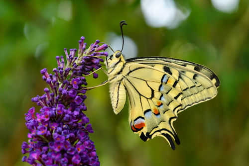 Old World Swallowtail butterfly - Papilio machaon, beautiful colored iconic butterfly from European meadows and grasslands.